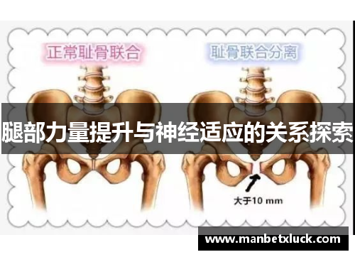腿部力量提升与神经适应的关系探索